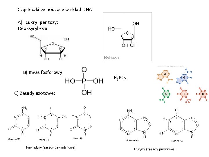Cząsteczki wchodzące w skład DNA A) cukry: pentozy: Deoksyryboza B) Kwas fosforowy C) Zasady