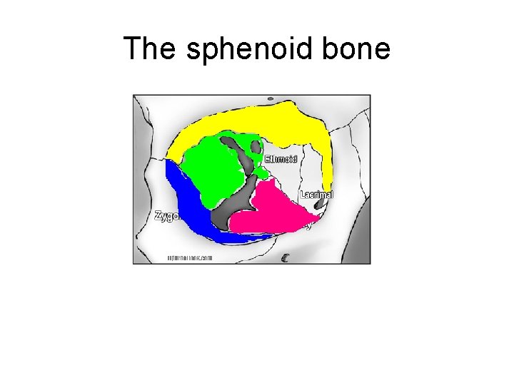 The sphenoid bone 
