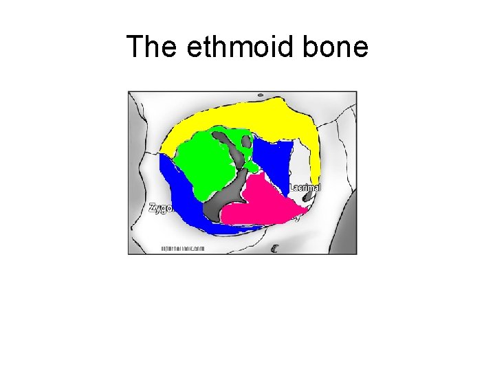 The ethmoid bone 