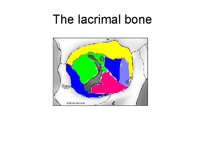 The lacrimal bone 