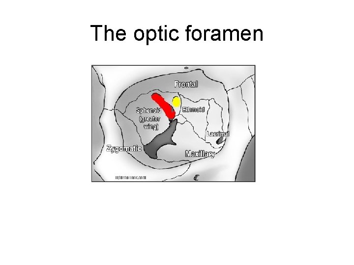 The optic foramen 