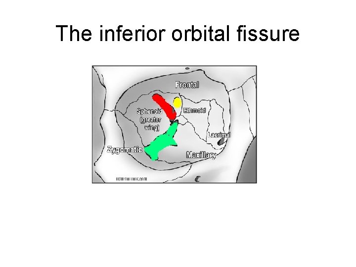 The inferior orbital fissure 