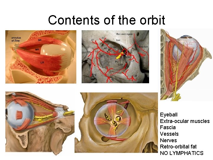 Contents of the orbit Eyeball Extra-ocular muscles Fascia Vessels Nerves Retro-orbital fat NO LYMPHATICS
