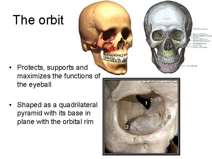 The orbit • Protects, supports and maximizes the functions of the eyeball • Shaped
