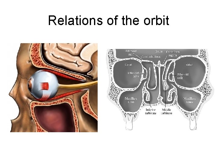Relations of the orbit 
