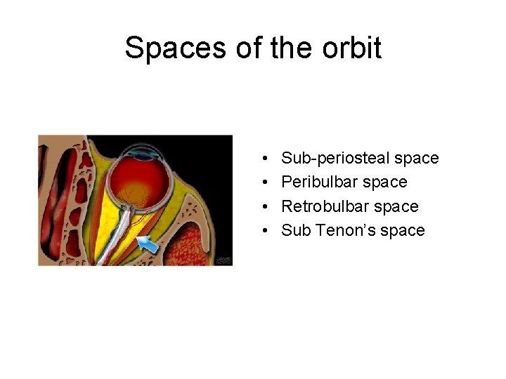 Spaces of the orbit • • Sub-periosteal space Peribulbar space Retrobulbar space Sub Tenon’s