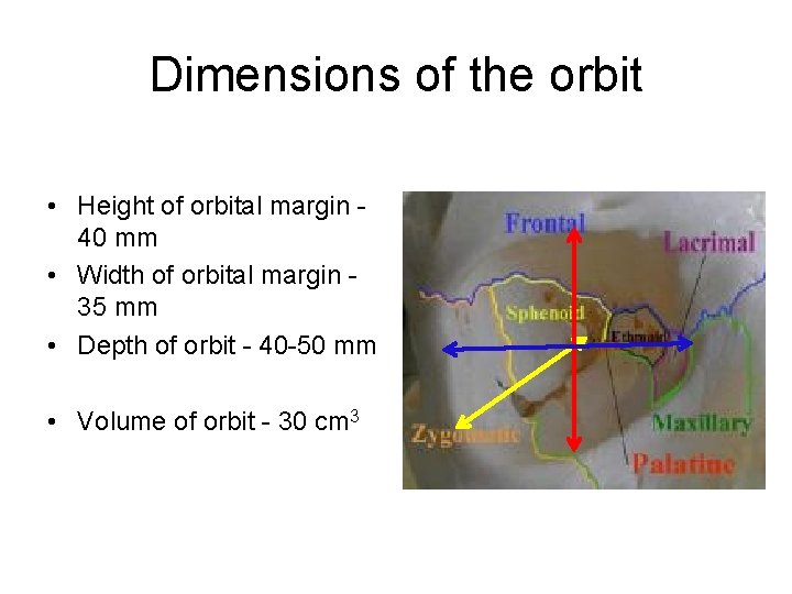 Dimensions of the orbit • Height of orbital margin 40 mm • Width of