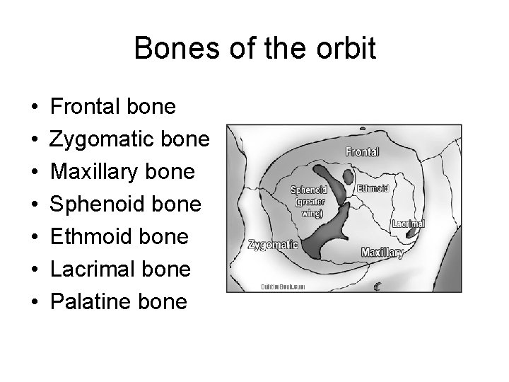 Bones of the orbit • • Frontal bone Zygomatic bone Maxillary bone Sphenoid bone