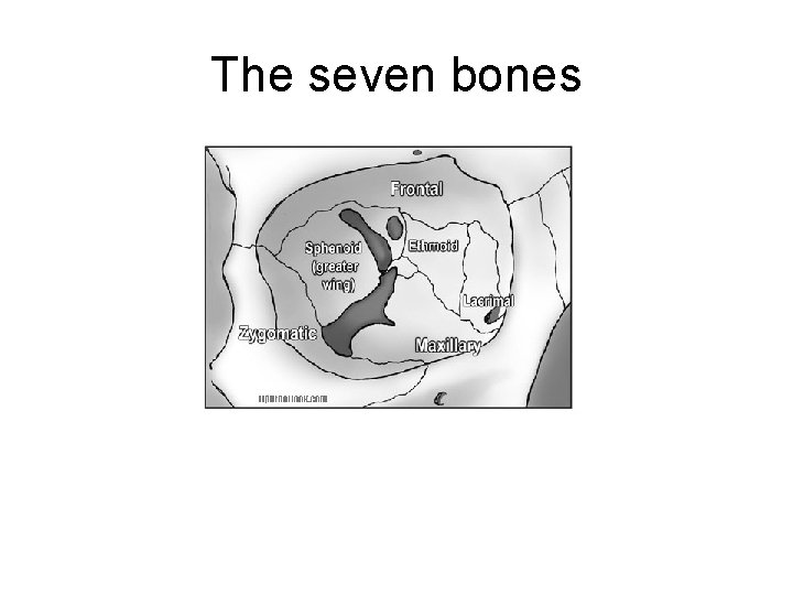 The seven bones 