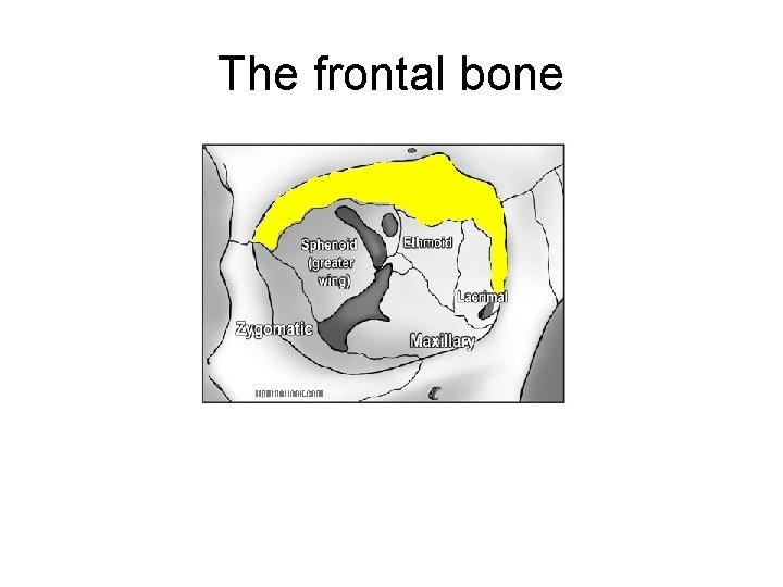 The frontal bone 