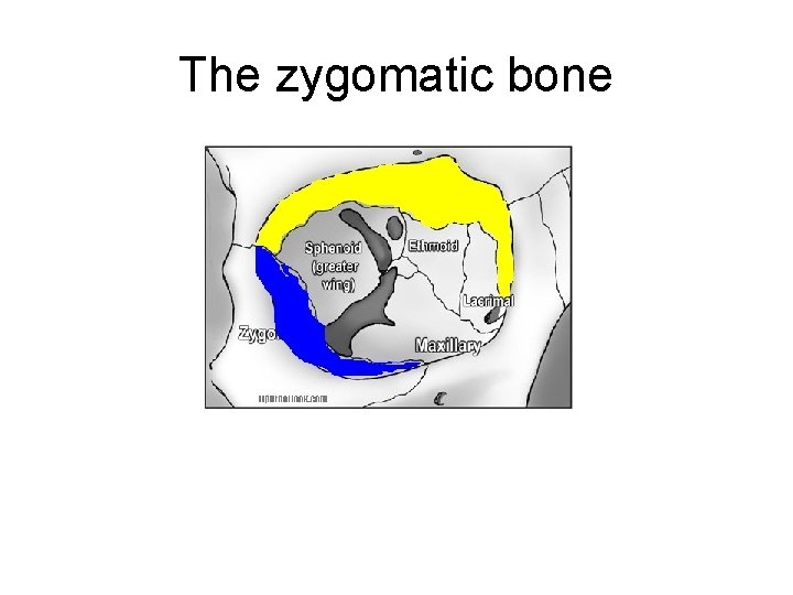 The zygomatic bone 