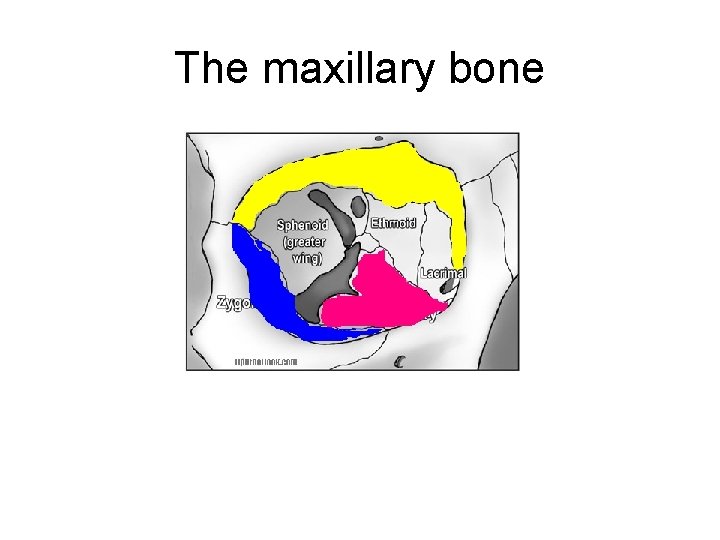 The maxillary bone 