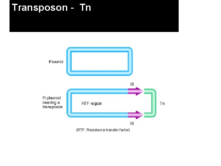 Transposon - Tn (RTF: Resistance-transfer factor) 