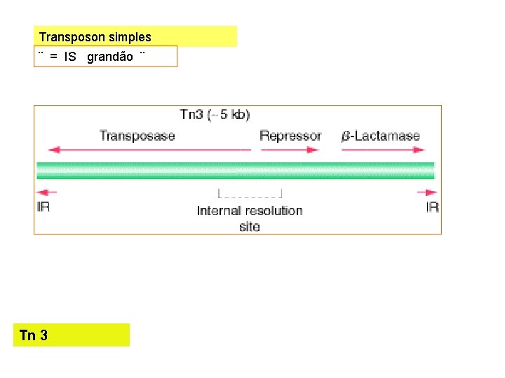 Transposon simples ¨ = IS grandão ¨ Tn 3 