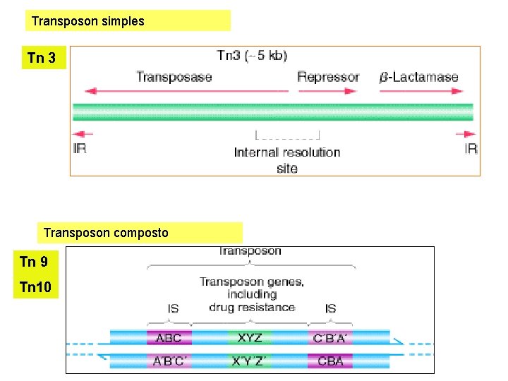 Transposon simples Tn 3 Transposon composto Tn 9 Tn 10 