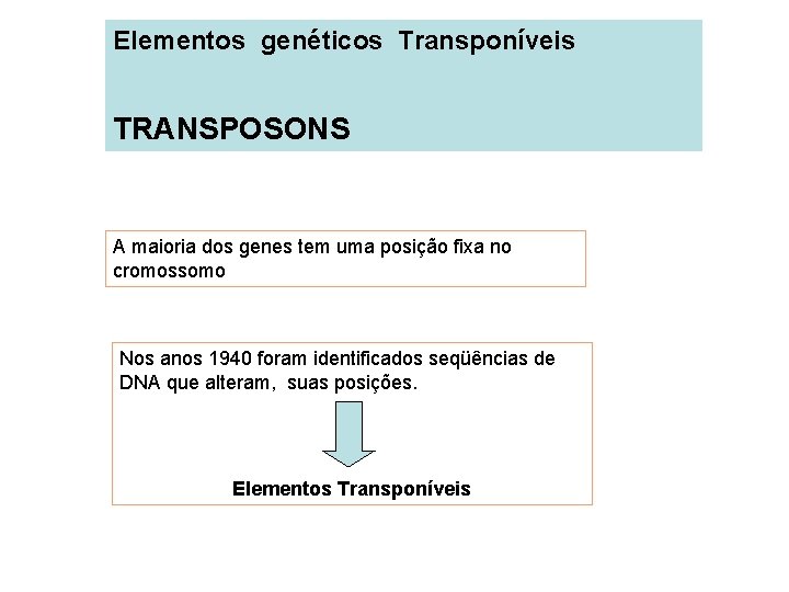 Elementos genéticos Transponíveis TRANSPOSONS A maioria dos genes tem uma posição fixa no cromossomo