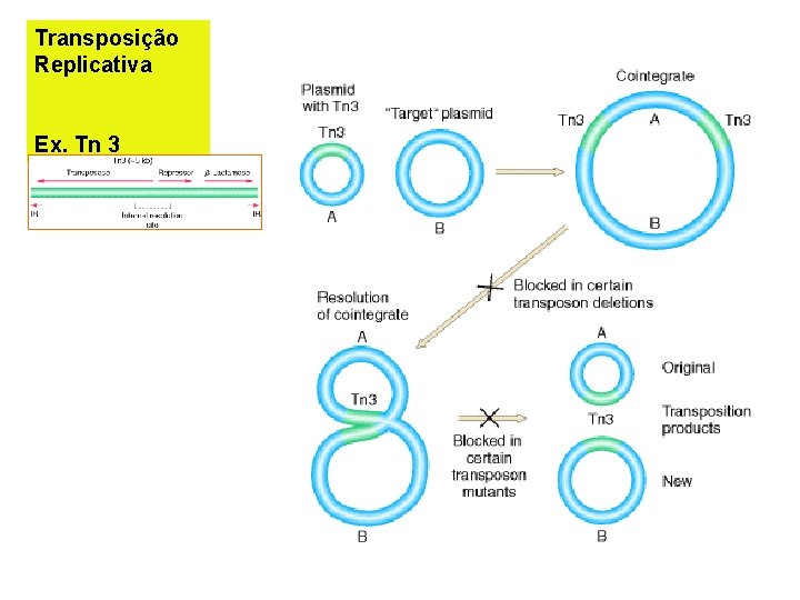 Transposição Replicativa Ex. Tn 3 