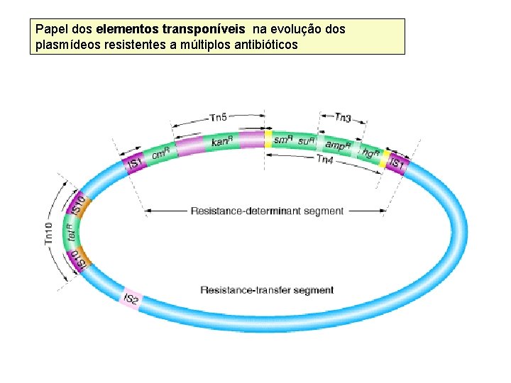 Papel dos elementos transponíveis na evolução dos plasmídeos resistentes a múltiplos antibióticos 
