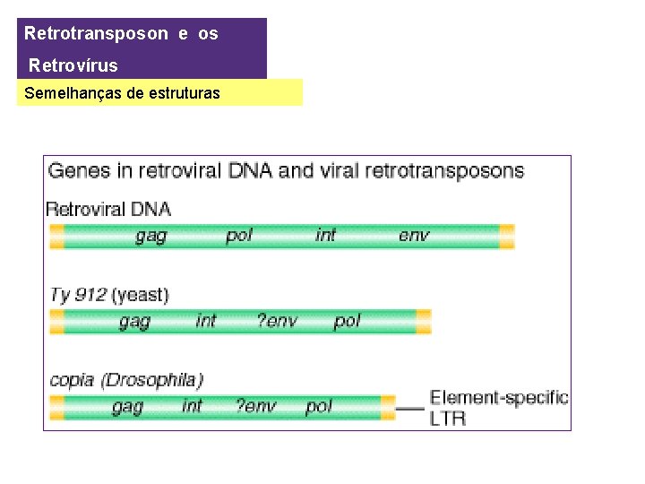 Retrotransposon e os Retrovírus Semelhanças de estruturas 