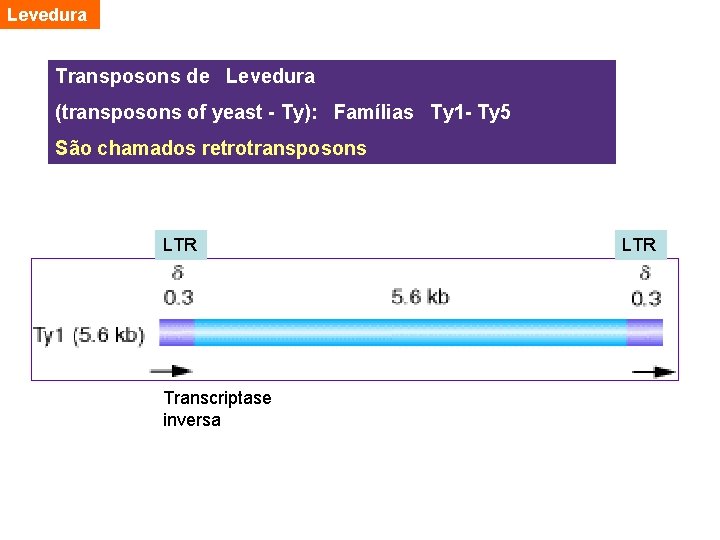 Levedura Transposons de Levedura (transposons of yeast - Ty): Famílias Ty 1 - Ty