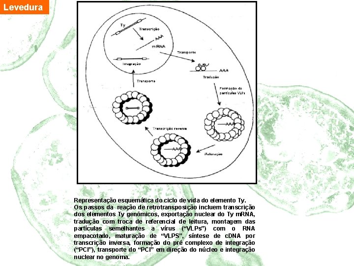 Levedura Representação esquemática do ciclo de vida do elemento Ty. Os passos da reação