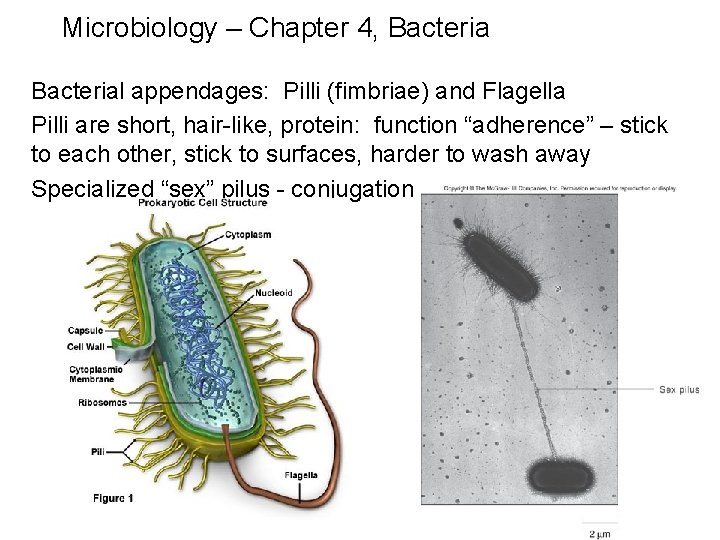 Microbiology – Chapter 4, Bacterial appendages: Pilli (fimbriae) and Flagella Pilli are short, hair-like,