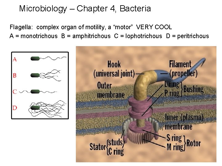 Microbiology – Chapter 4, Bacteria Flagella: complex organ of motility, a “motor” VERY COOL