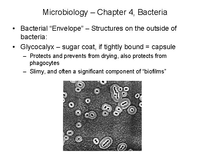 Microbiology – Chapter 4, Bacteria • Bacterial “Envelope” – Structures on the outside of
