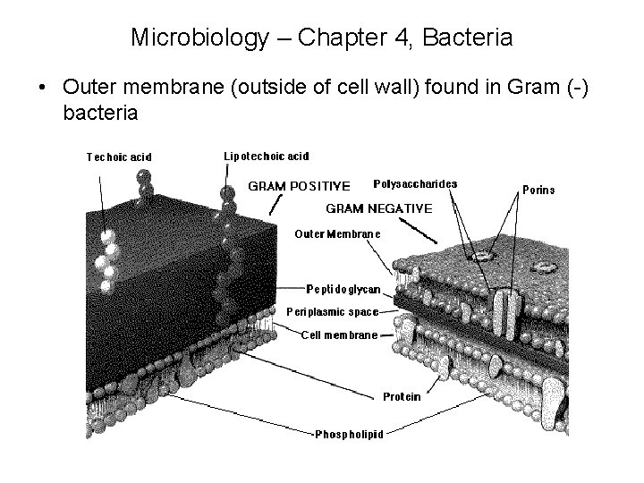 Microbiology – Chapter 4, Bacteria • Outer membrane (outside of cell wall) found in