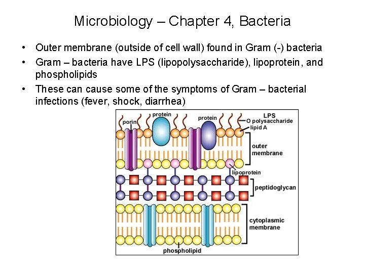 Microbiology – Chapter 4, Bacteria • Outer membrane (outside of cell wall) found in
