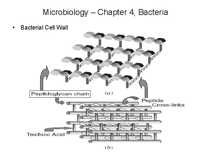 Microbiology – Chapter 4, Bacteria • Bacterial Cell Wall 