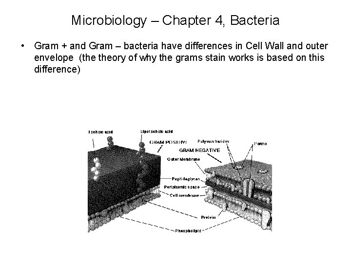 Microbiology – Chapter 4, Bacteria • Gram + and Gram – bacteria have differences
