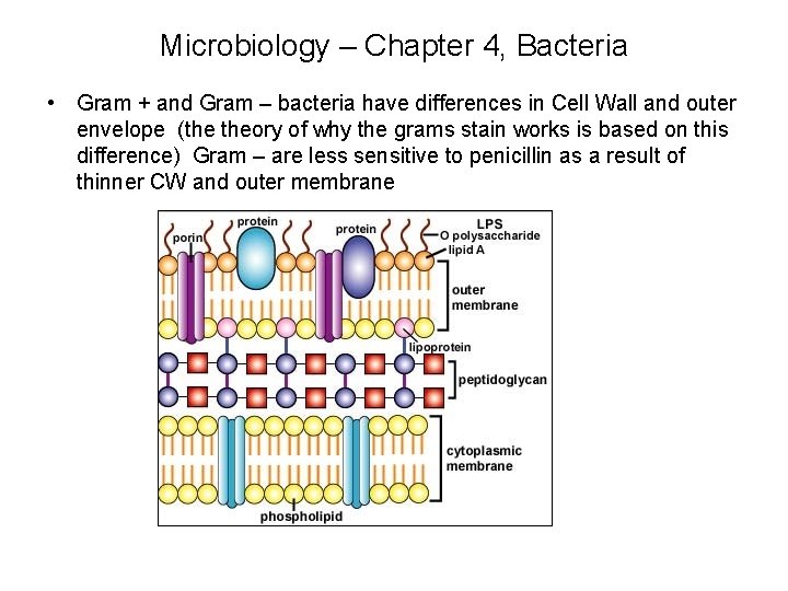 Microbiology – Chapter 4, Bacteria • Gram + and Gram – bacteria have differences