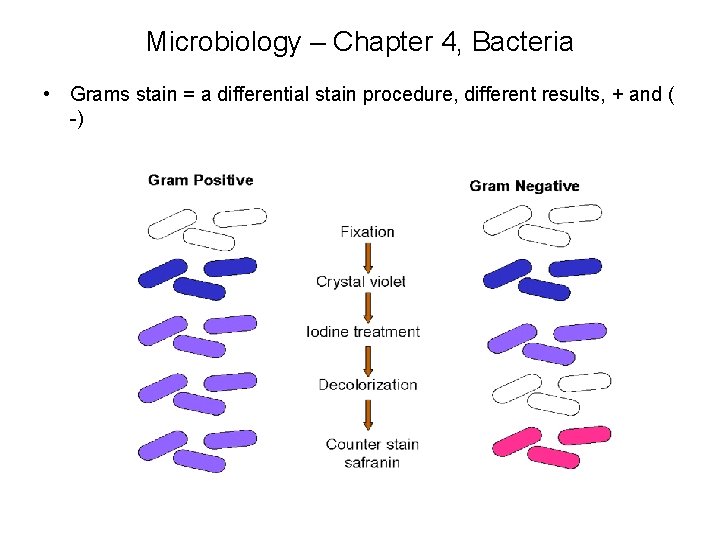 Microbiology – Chapter 4, Bacteria • Grams stain = a differential stain procedure, different