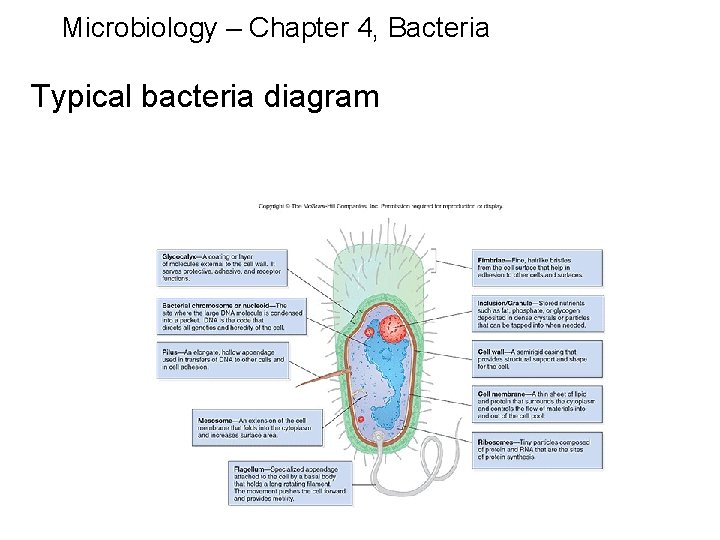 Microbiology – Chapter 4, Bacteria Typical bacteria diagram 