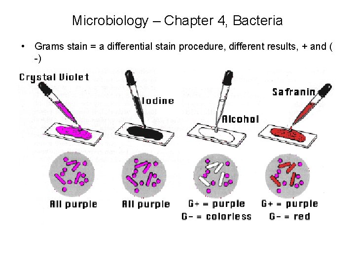 Microbiology – Chapter 4, Bacteria • Grams stain = a differential stain procedure, different