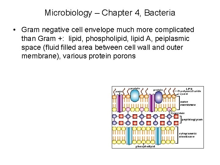Microbiology – Chapter 4, Bacteria • Gram negative cell envelope much more complicated than