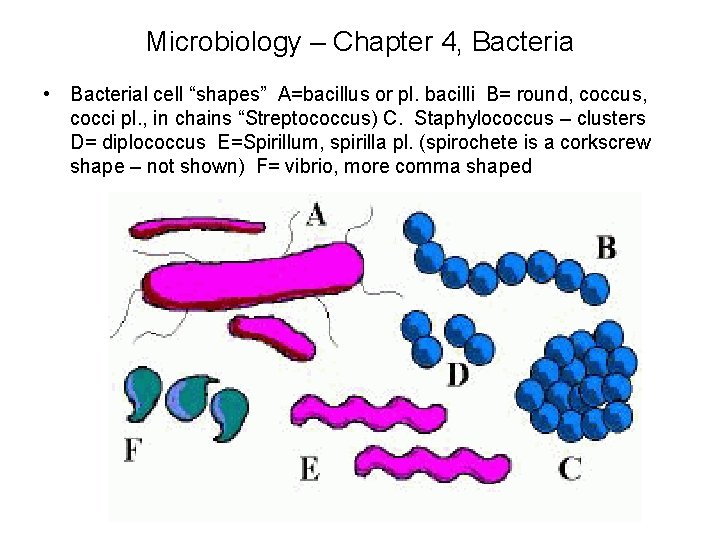 Microbiology – Chapter 4, Bacteria • Bacterial cell “shapes” A=bacillus or pl. bacilli B=
