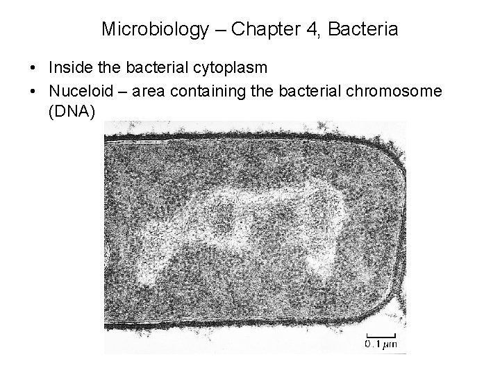 Microbiology – Chapter 4, Bacteria • Inside the bacterial cytoplasm • Nuceloid – area