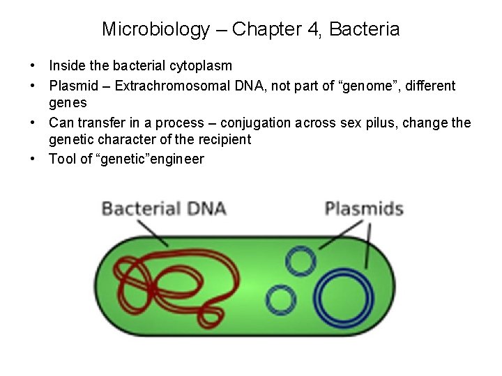 Microbiology – Chapter 4, Bacteria • Inside the bacterial cytoplasm • Plasmid – Extrachromosomal