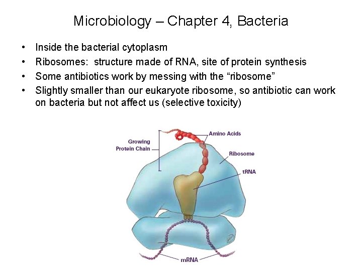 Microbiology – Chapter 4, Bacteria • • Inside the bacterial cytoplasm Ribosomes: structure made