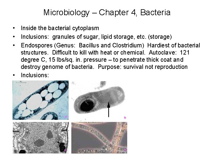 Microbiology – Chapter 4, Bacteria • Inside the bacterial cytoplasm • Inclusions: granules of