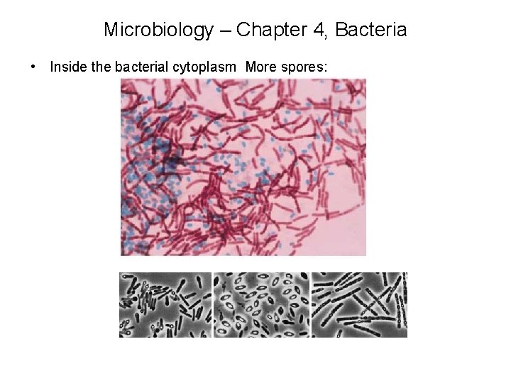 Microbiology – Chapter 4, Bacteria • Inside the bacterial cytoplasm More spores: 