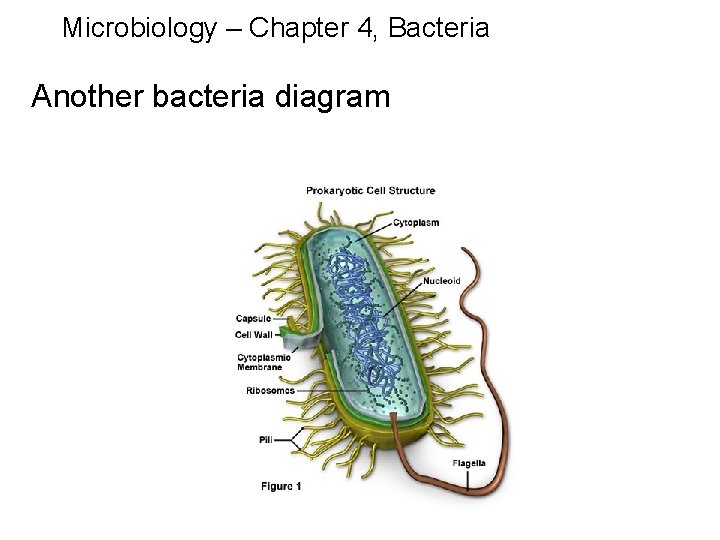 Microbiology – Chapter 4, Bacteria Another bacteria diagram 