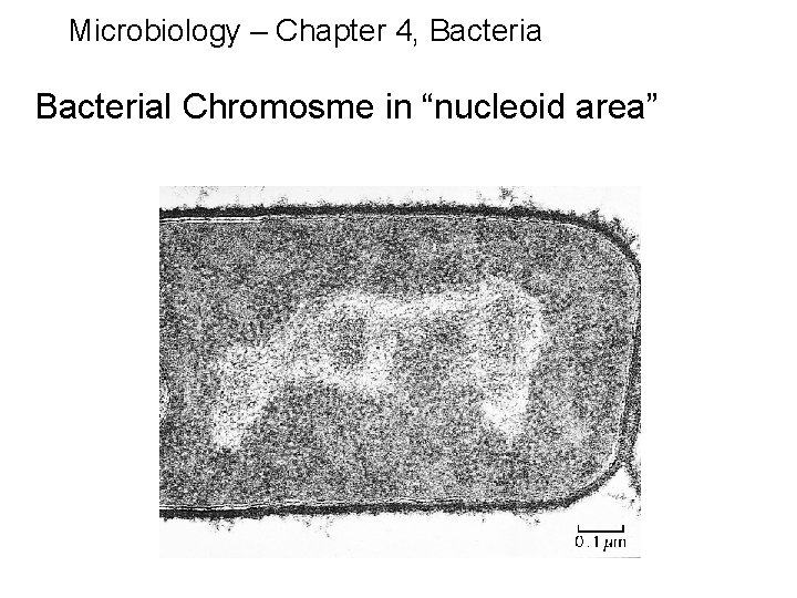 Microbiology – Chapter 4, Bacterial Chromosme in “nucleoid area” 