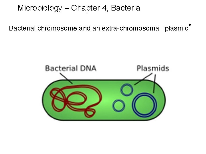 Microbiology – Chapter 4, Bacterial chromosome and an extra-chromosomal “plasmid” 