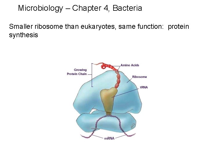 Microbiology – Chapter 4, Bacteria Smaller ribosome than eukaryotes, same function: protein synthesis 