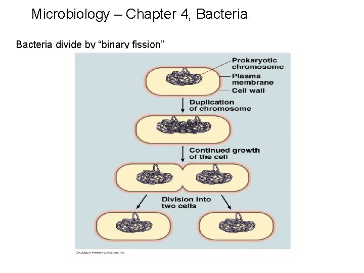 Microbiology – Chapter 4, Bacteria divide by “binary fission” 