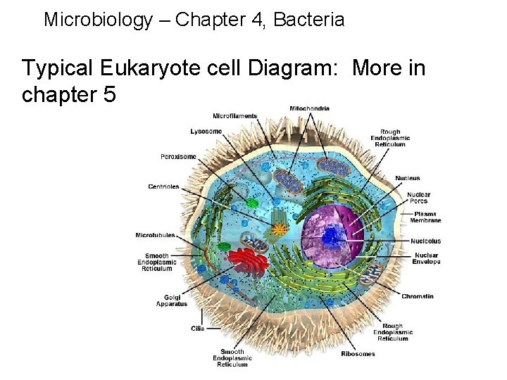 Microbiology – Chapter 4, Bacteria Typical Eukaryote cell Diagram: More in chapter 5 