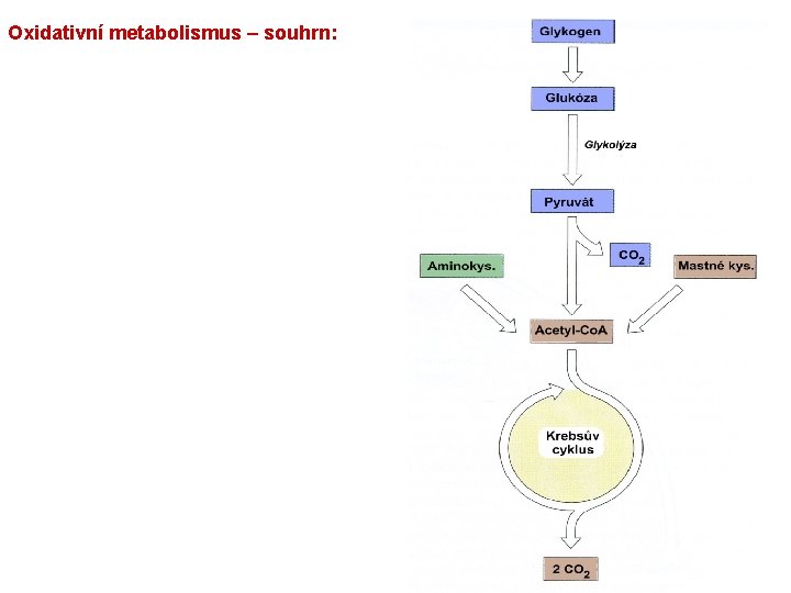 Oxidativní metabolismus – souhrn: 